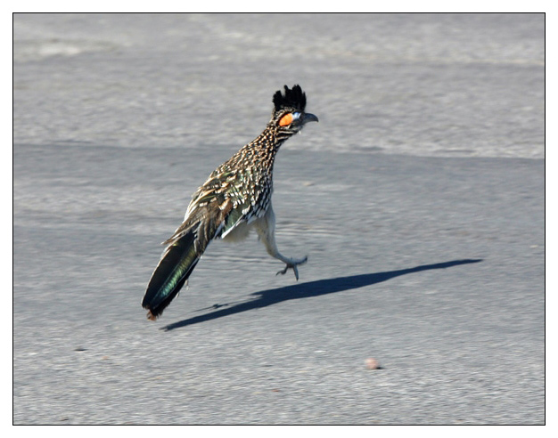 Death Valley - Roadrunner auf der Flucht