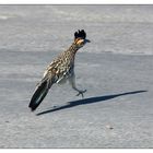 Death Valley - Roadrunner auf der Flucht