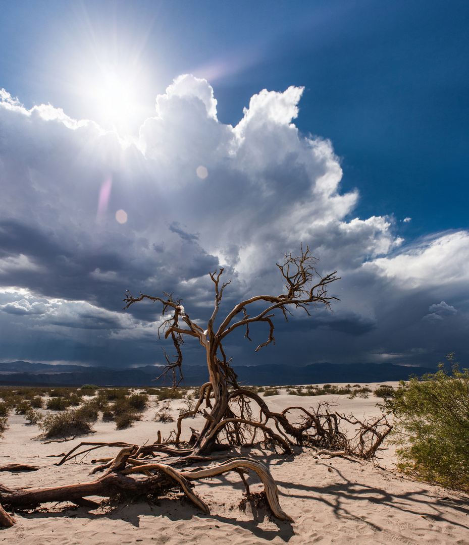 Death Valley Tree