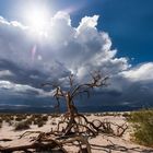 Death Valley Tree