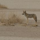 Death Valley und Karl war auch schon da