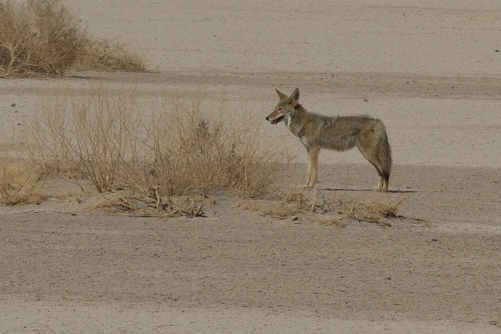 Death Valley und Karl war auch schon da