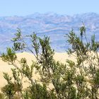 Death Valley....Dunes