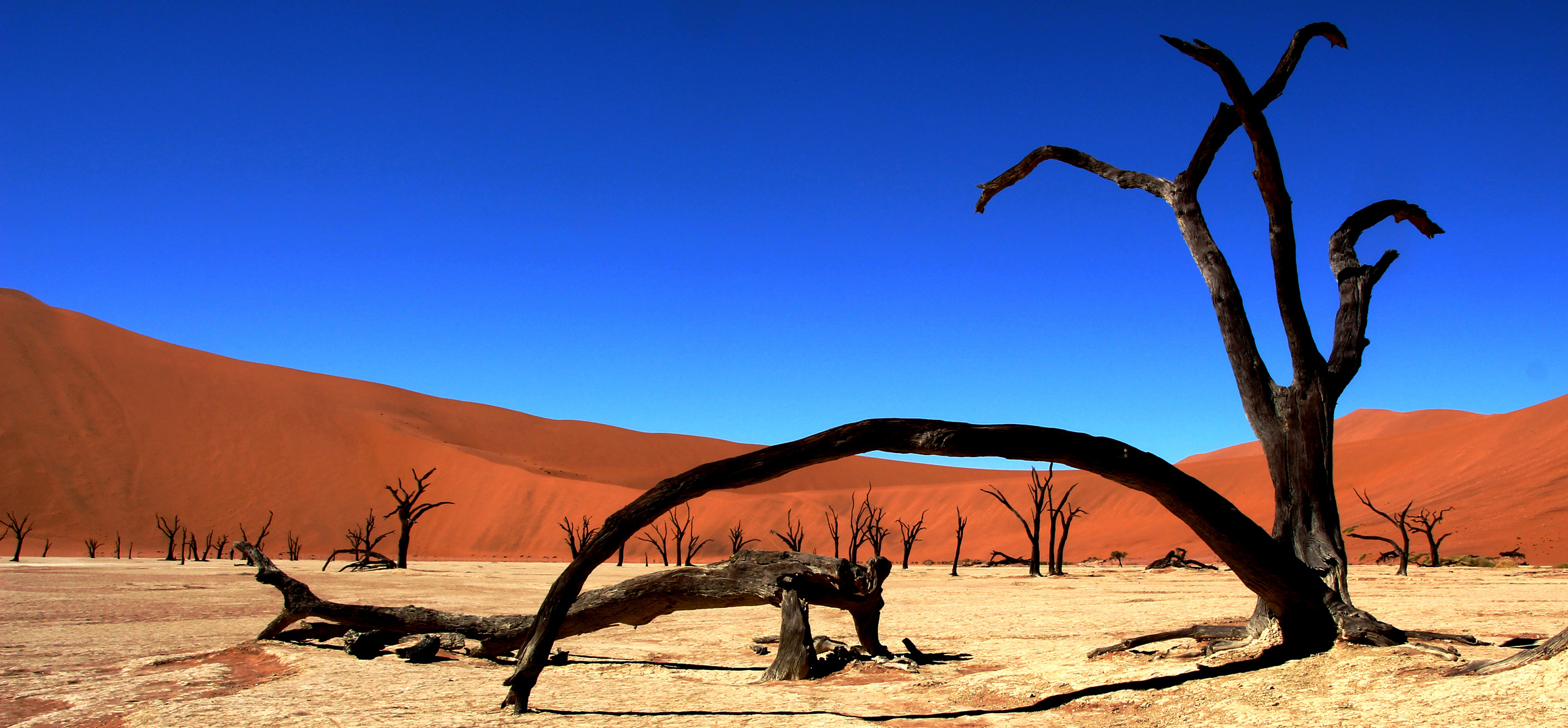 Death Vlei in der Namib