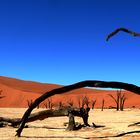 Death Vlei in der Namib