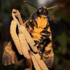 Death's-head Hawkmoth