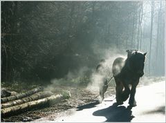 Débardage en Ardenne