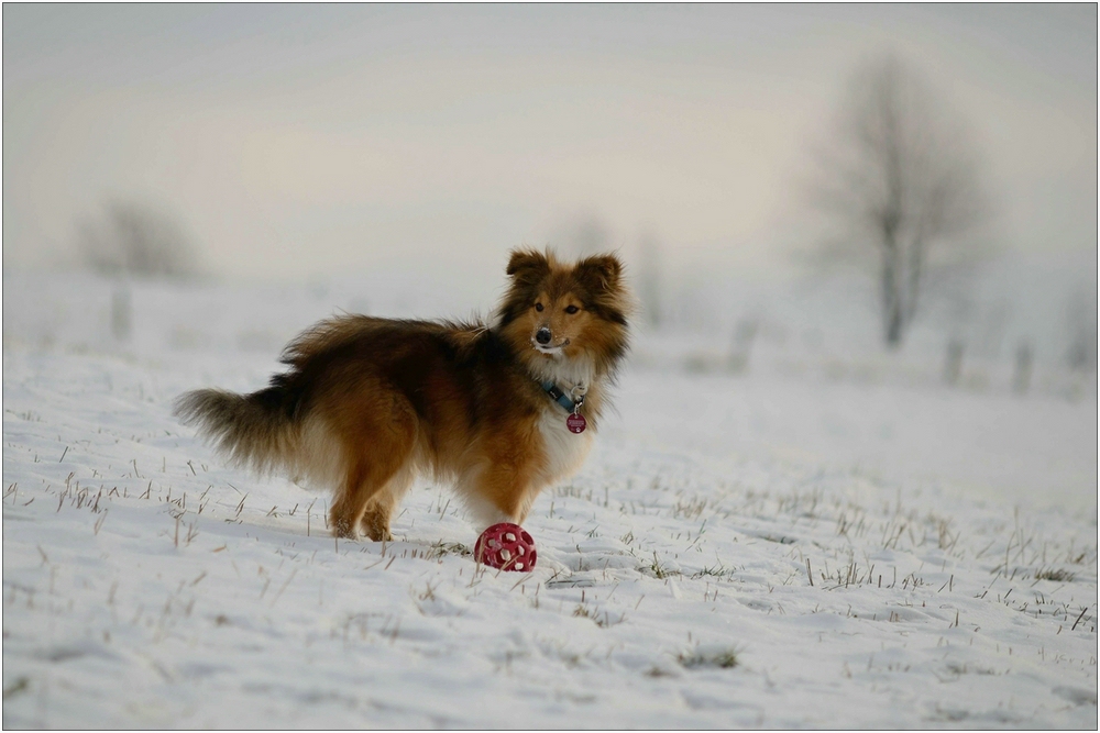 Debby im Schnee