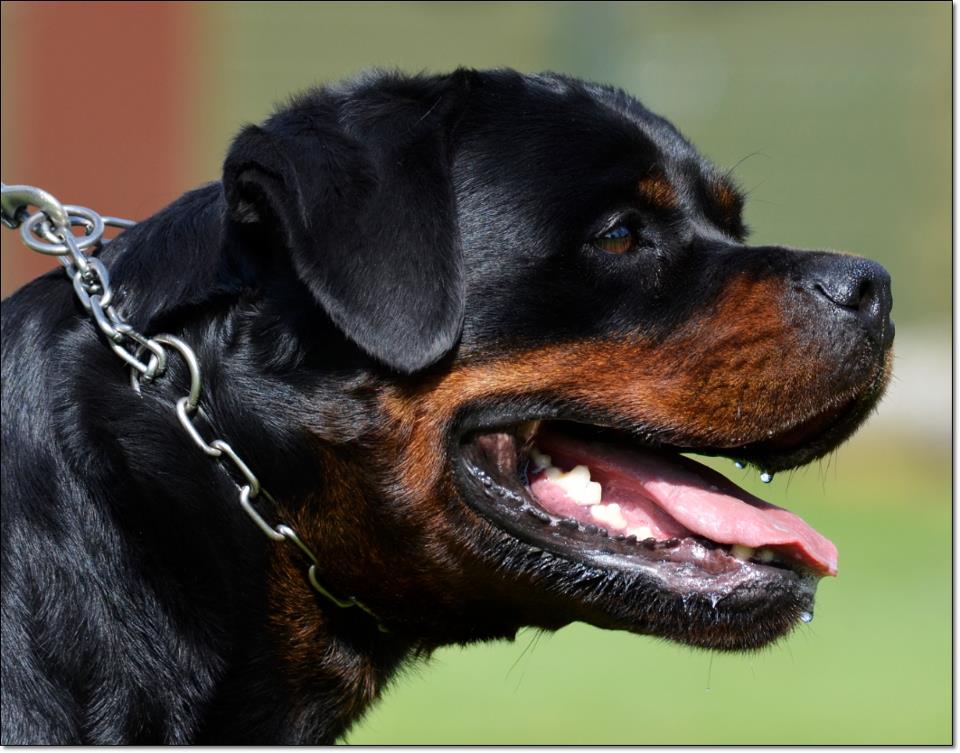 Debby, Rottweiler