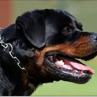 Debby, Rottweiler