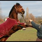 Debout Poney