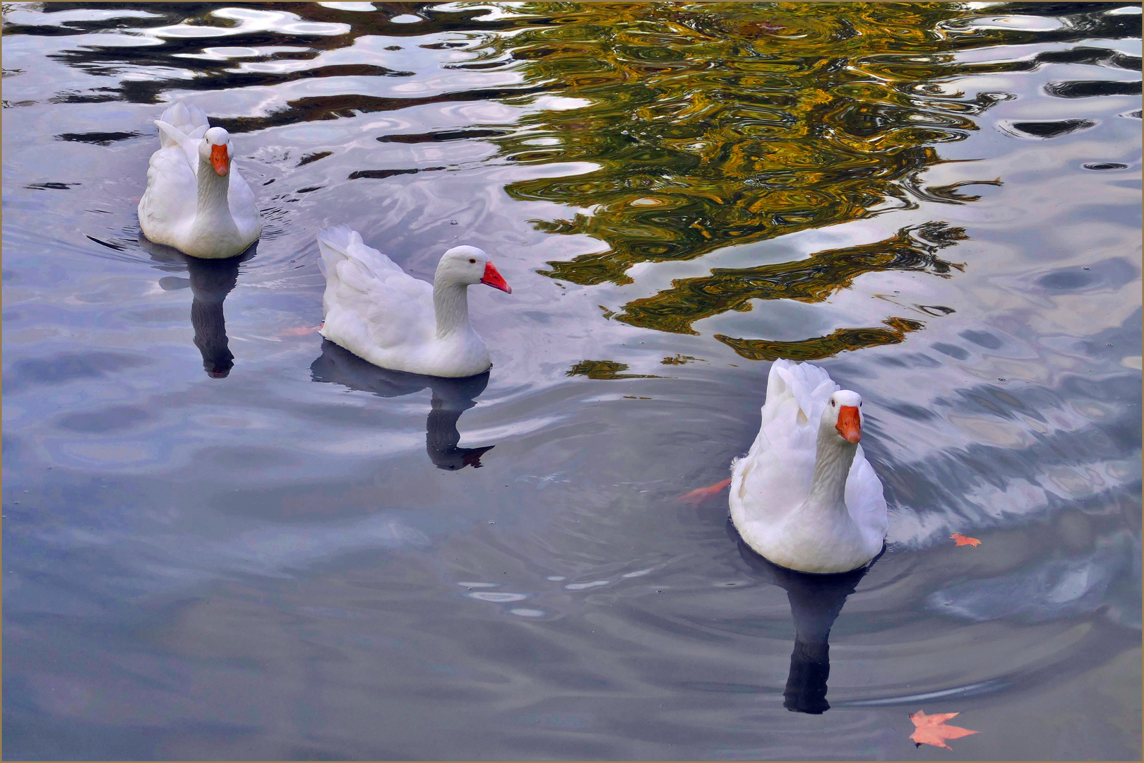 début d automne au lac.....