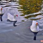 début d automne au lac.....