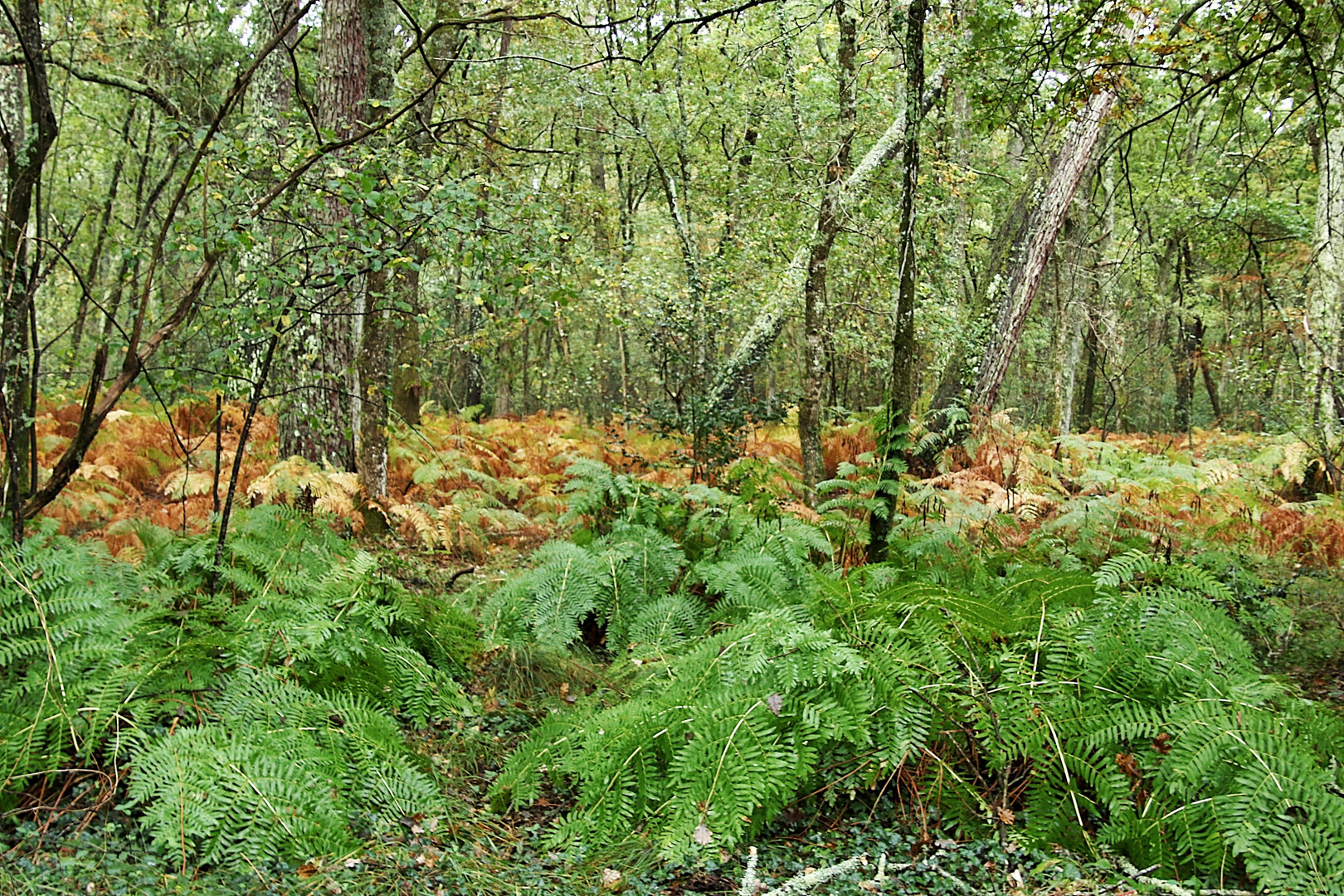 début d"automne !