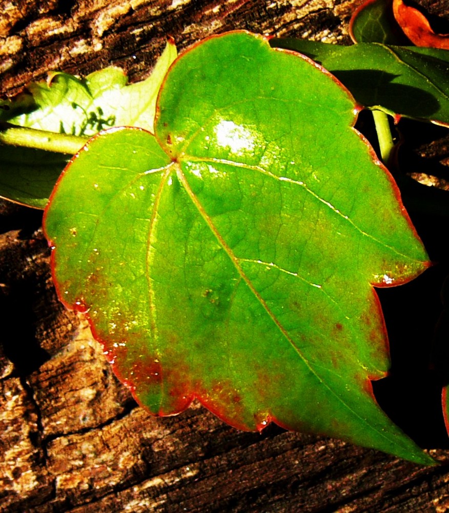 Début d'automne 2008.