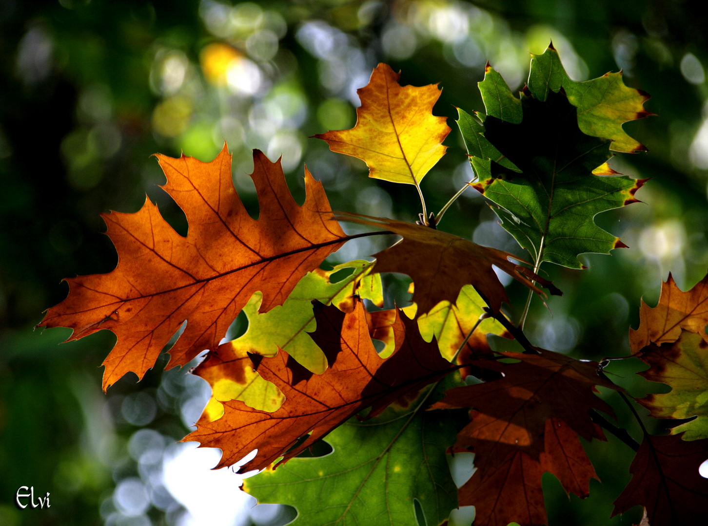 Début d'automne