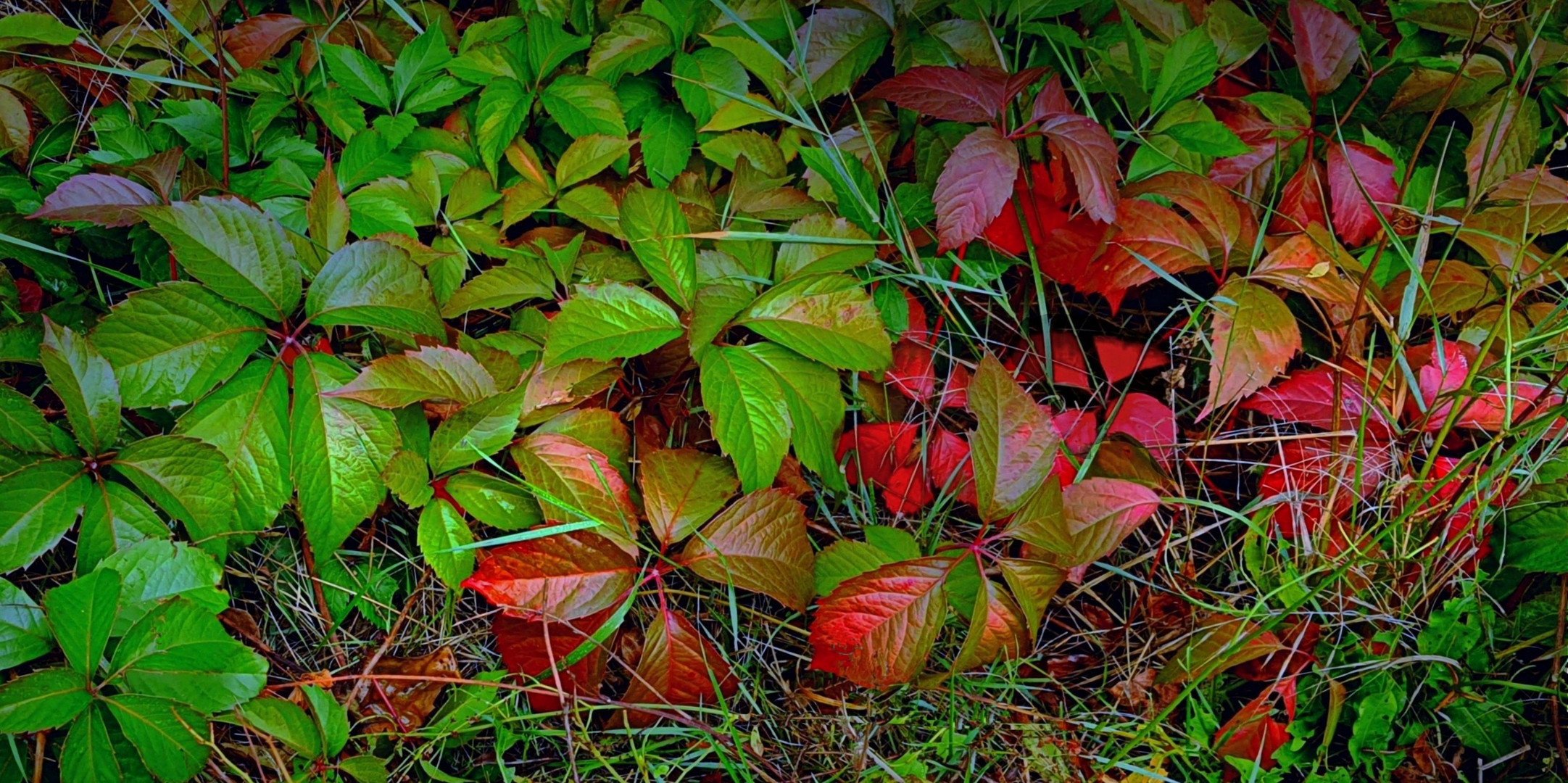 Début d'automne