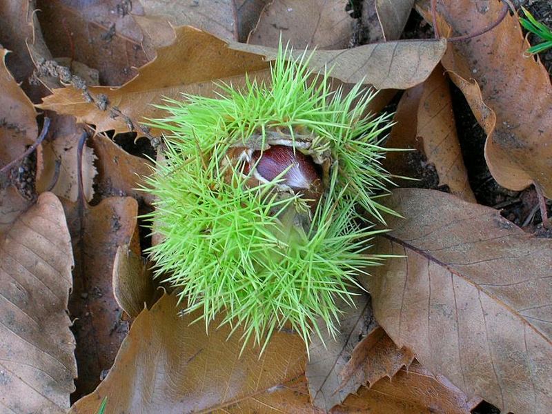 Début d'automne