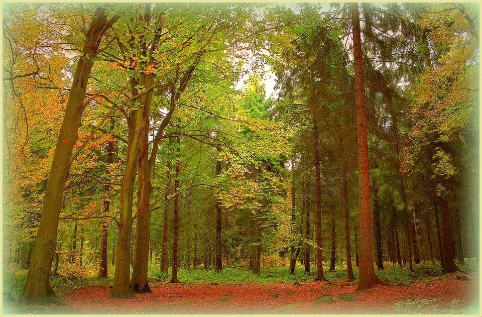 Début d'automne dans la forêt