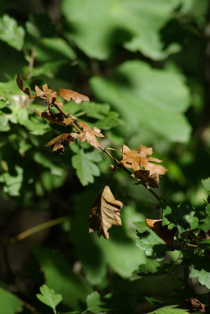 Début d'automne sur fond d'été