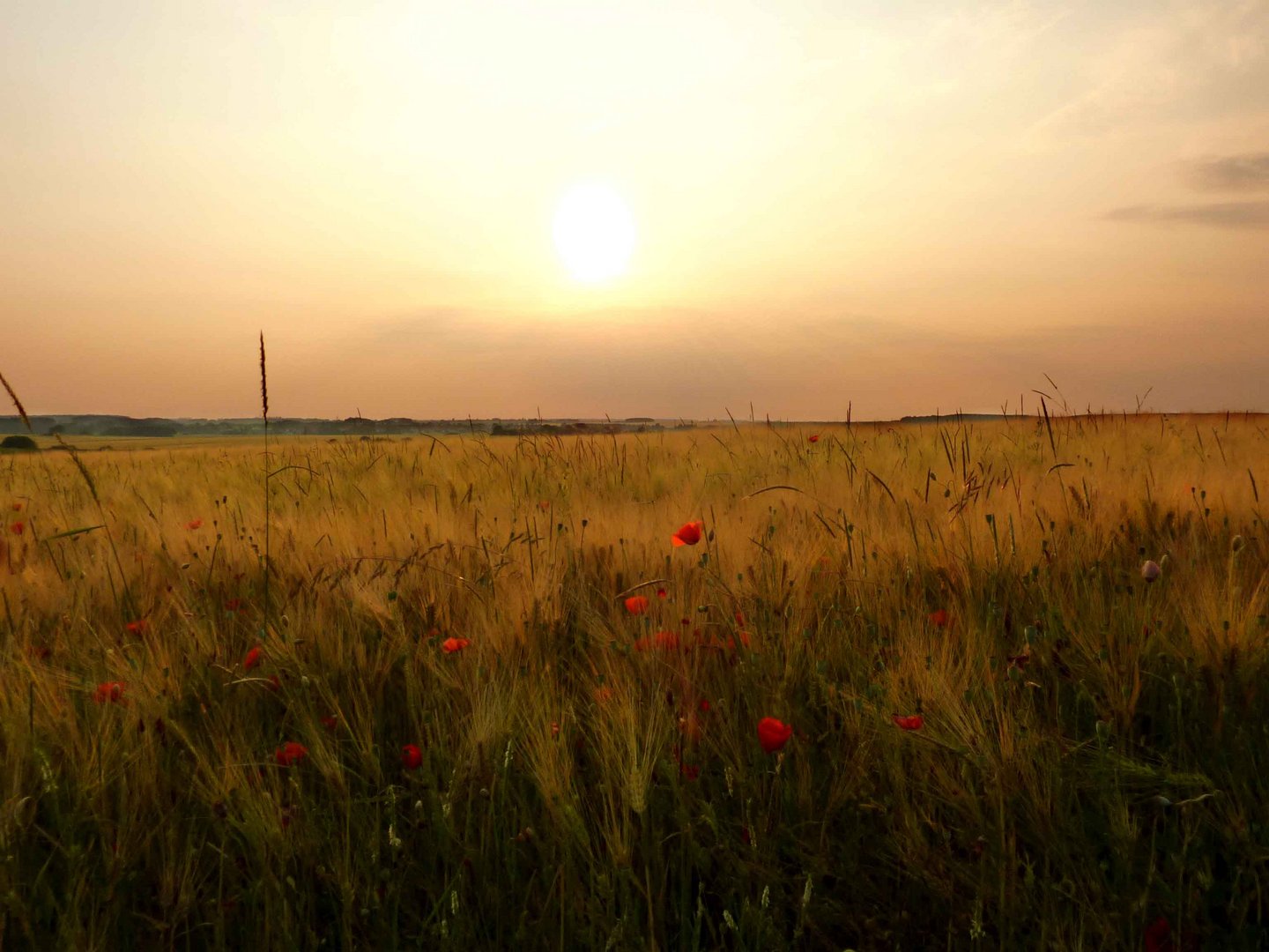 Début de couché de soleil dans les champs