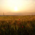 Début de couché de soleil dans les champs