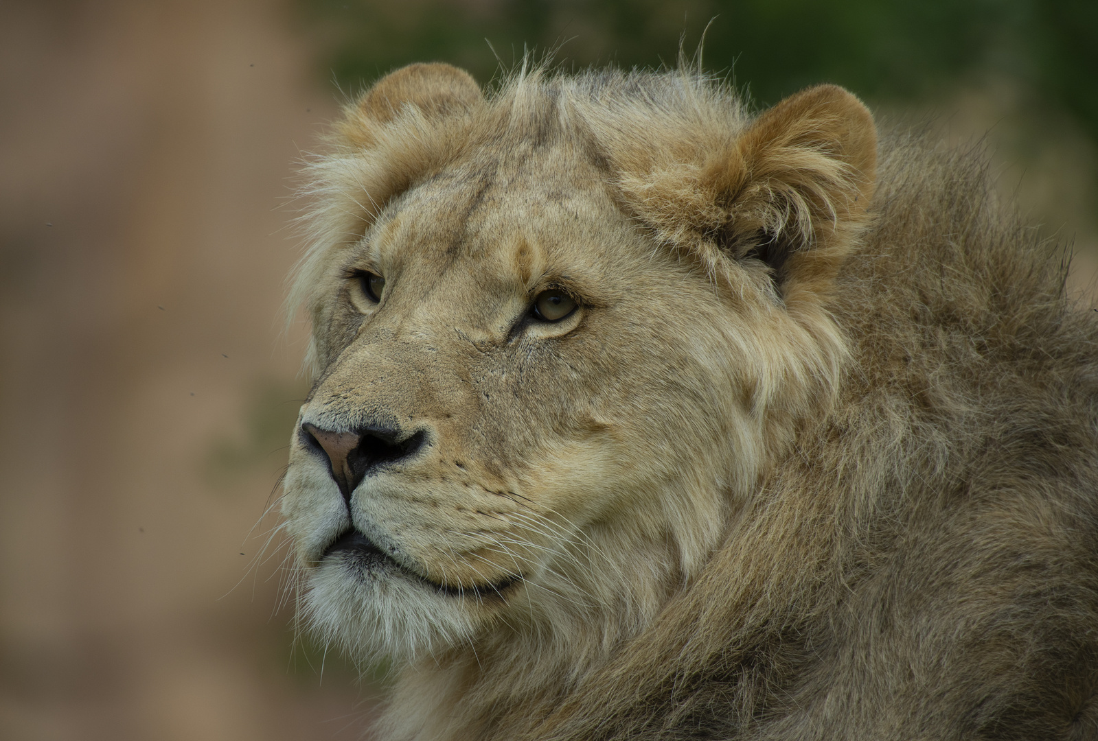 Début de crinière (Panthera leo leo, lion d'Afrique)