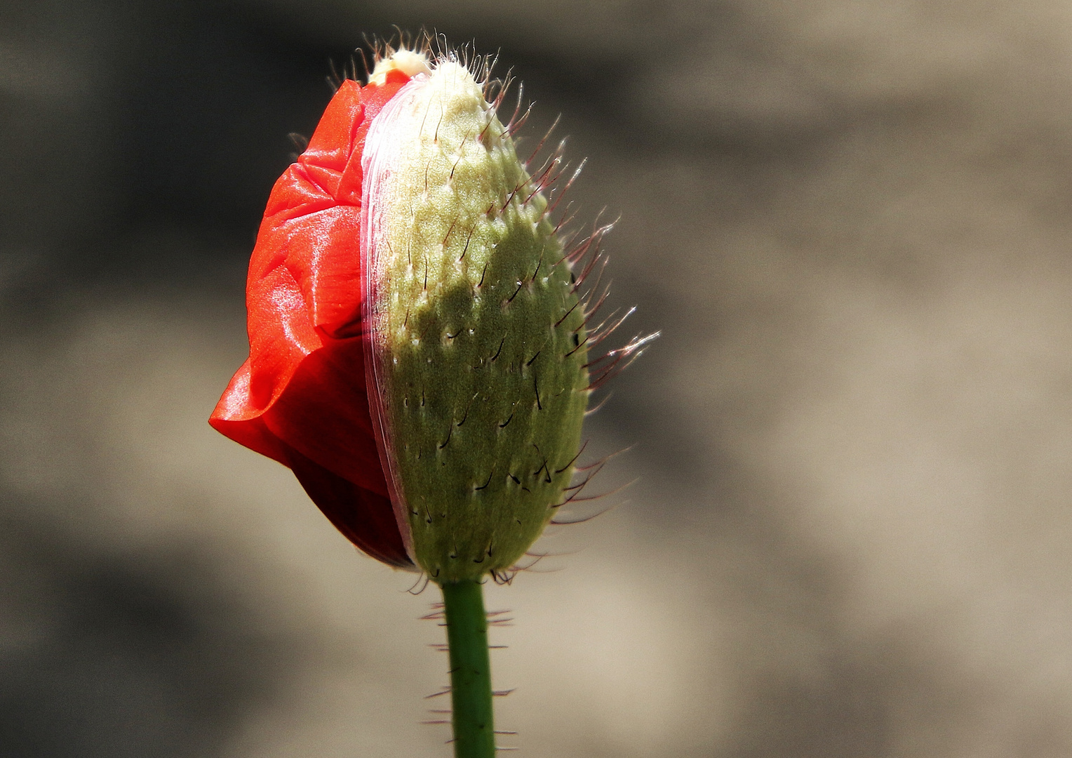 début de floraison !!!