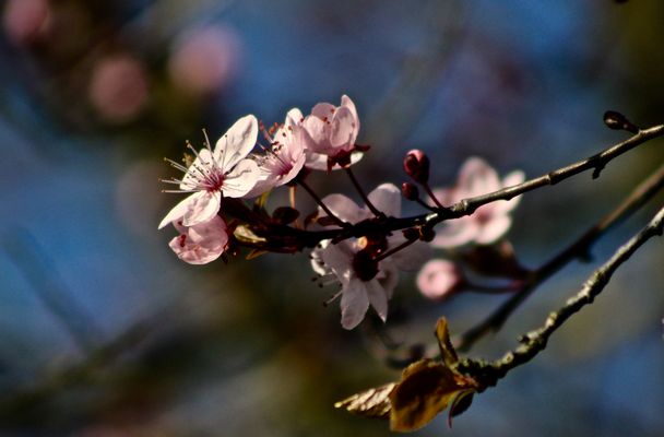 ...début de floraison !!!...