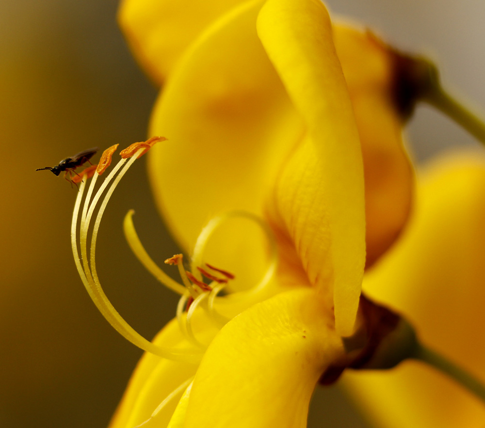 début de floraison !!