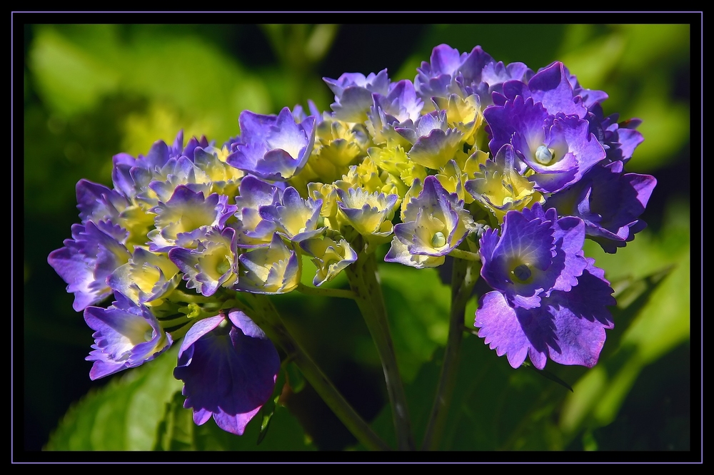 " Début de la floraison d'un hortensia "