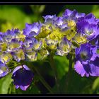 " Début de la floraison d'un hortensia "