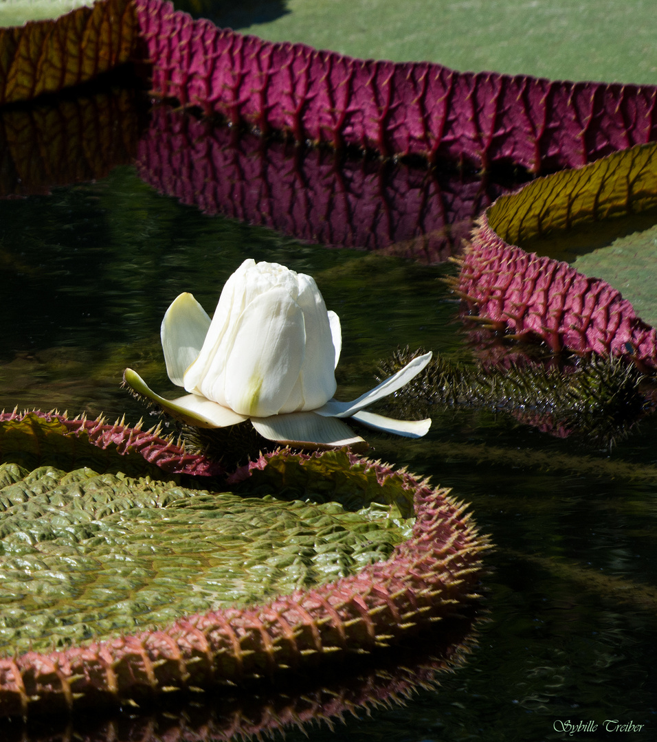 Début de la floraison d'un nénuphar