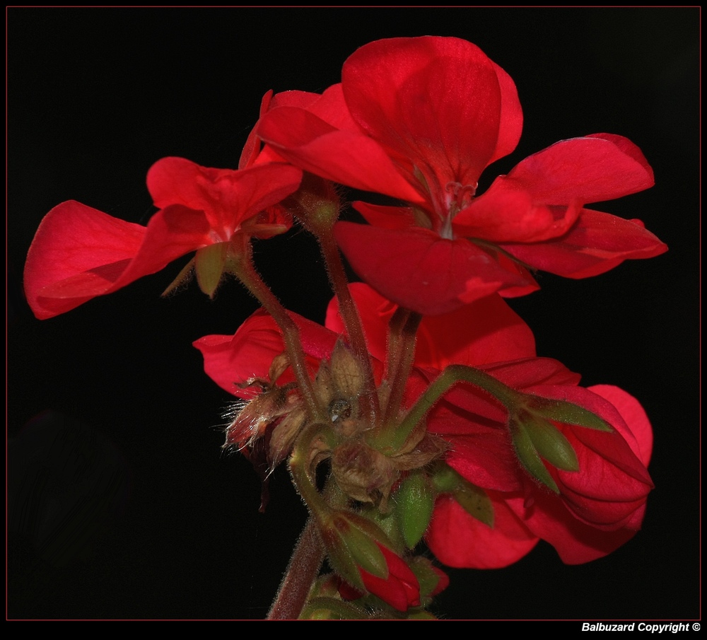 " Début de la résurrection pour ce géranium qui avait gelé en fév mars "