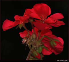 " Début de la résurrection pour ce géranium qui avait gelé en fév mars "