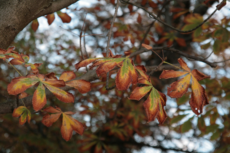 début de l'automne