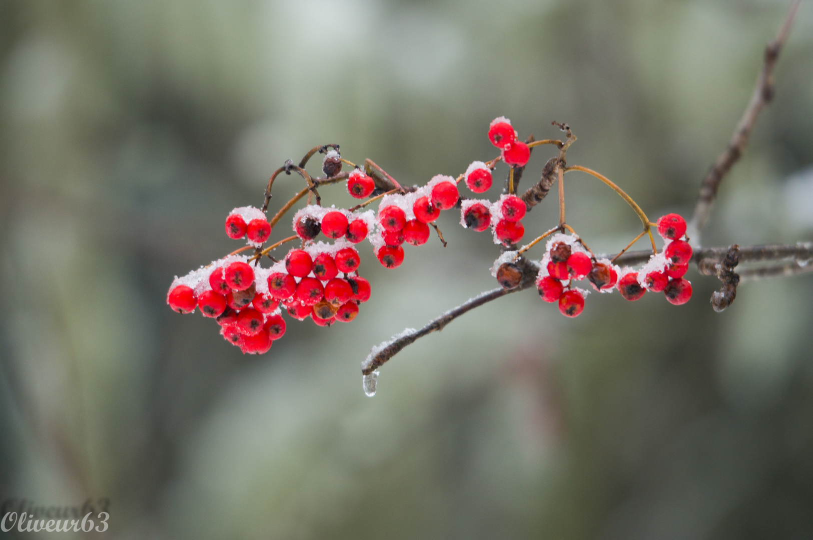 debut de l'hiver