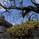 Début de printemps à Caussens  --  Gers