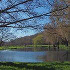 Début de printemps sur l’étang