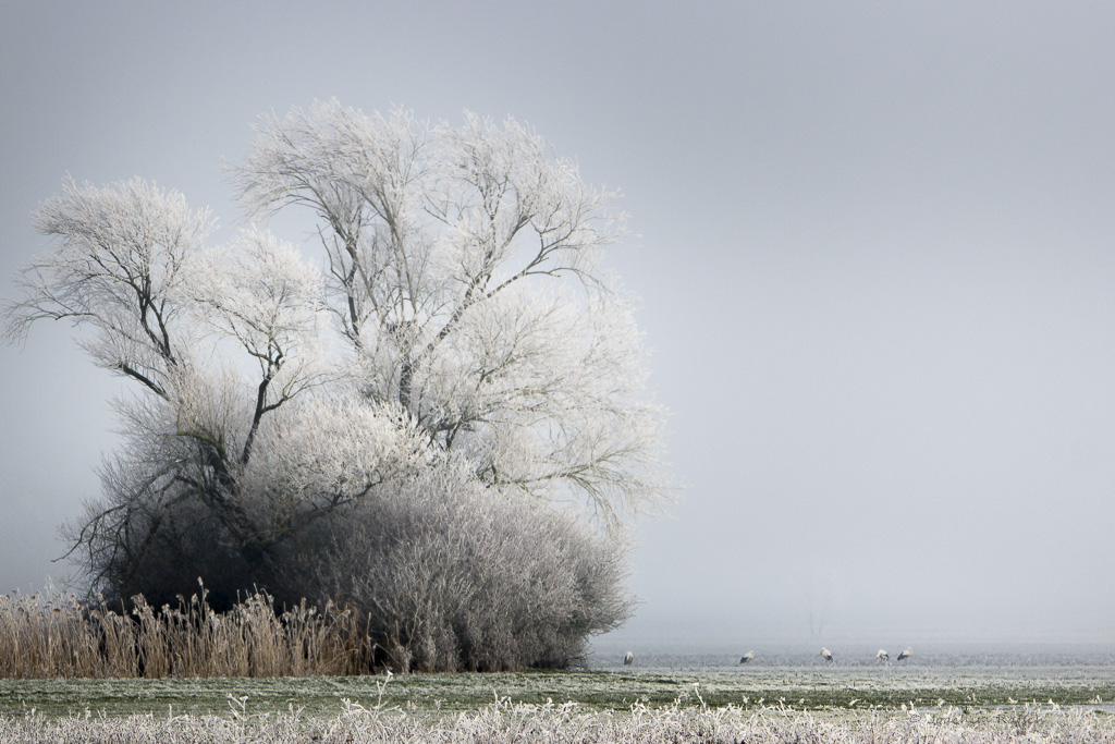 Début janvier 2015