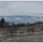 debut janvier, dans le vignoble alsacien