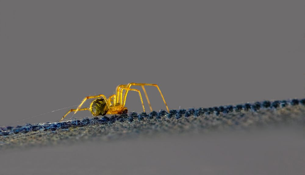 Spinne auf dem Boot von Jürgen Hüttel