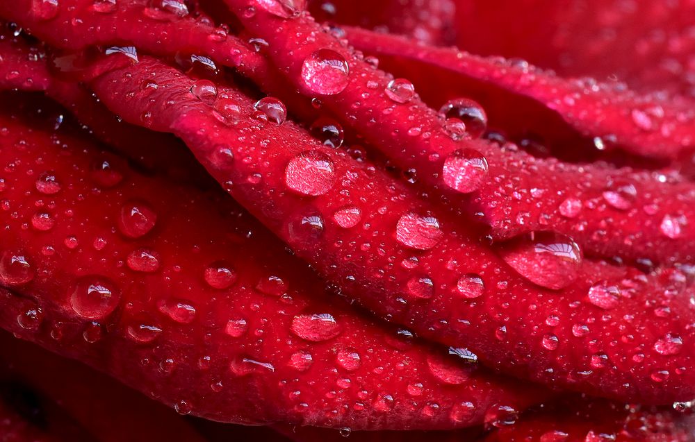 Rosenperlenmakro von Doris Wepfer