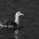 herring gull