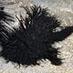 black hairy frogfish