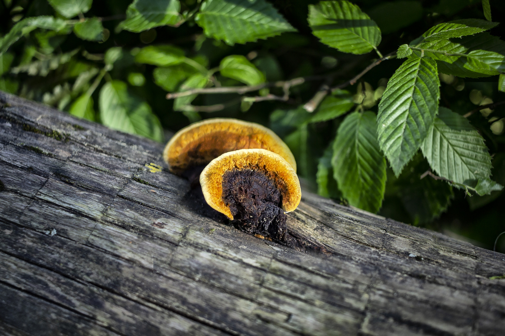 Decay fungi