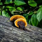 Decay fungi