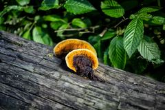 Decay fungi