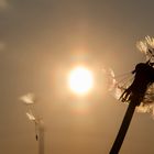 Decay of the Dandelion