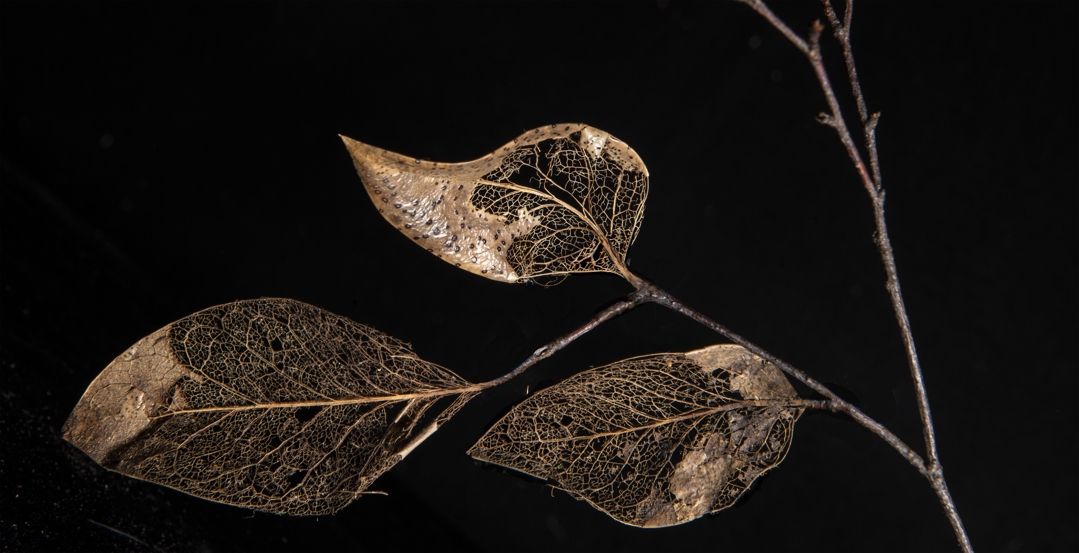 Decaying leaf